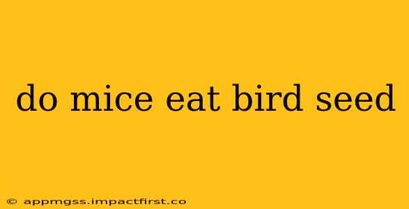 do mice eat bird seed