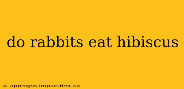 do rabbits eat hibiscus