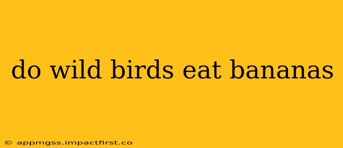 do wild birds eat bananas