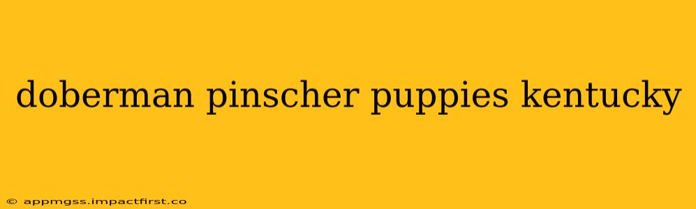 doberman pinscher puppies kentucky