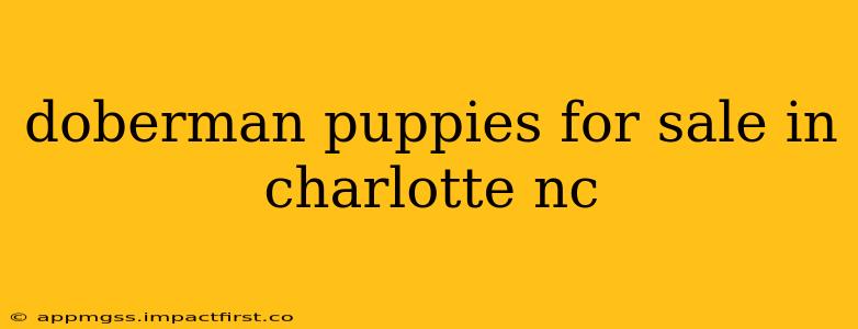 doberman puppies for sale in charlotte nc