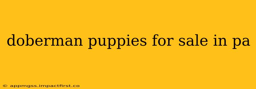doberman puppies for sale in pa