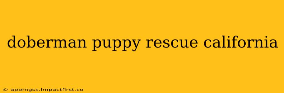 doberman puppy rescue california