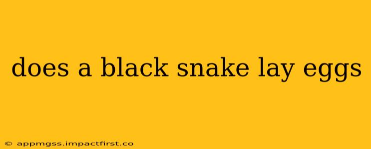 does a black snake lay eggs