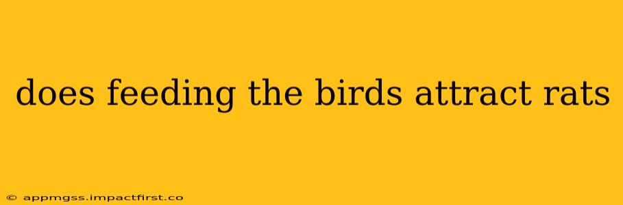does feeding the birds attract rats