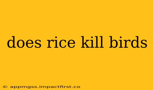 does rice kill birds