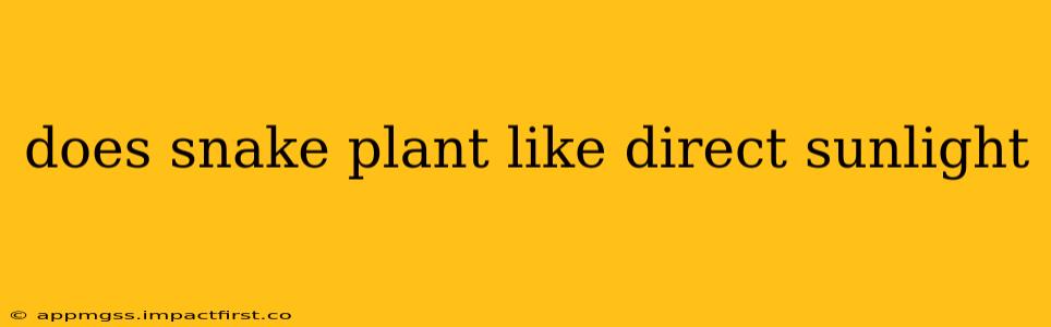 does snake plant like direct sunlight