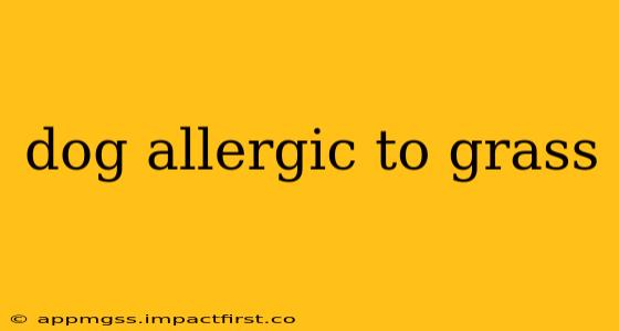 dog allergic to grass