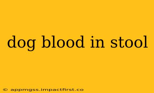 dog blood in stool