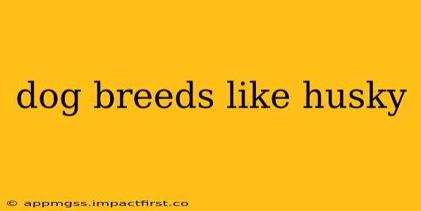 dog breeds like husky