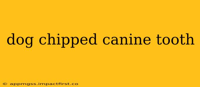 dog chipped canine tooth
