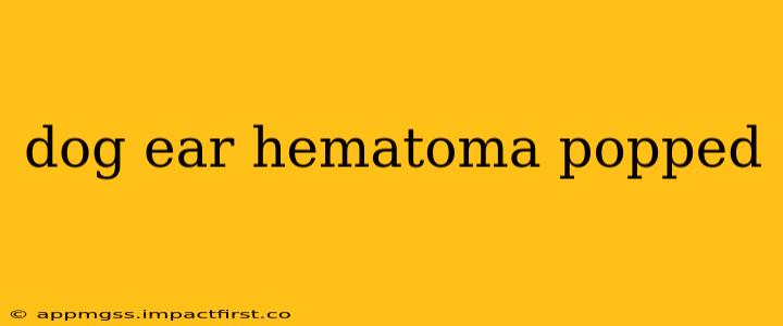 dog ear hematoma popped
