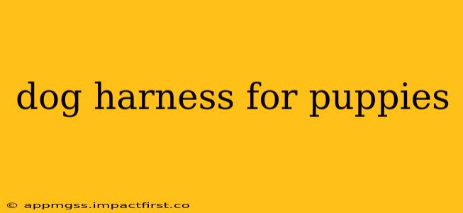 dog harness for puppies
