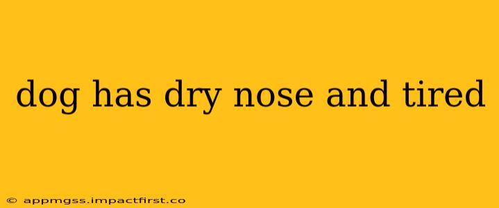 dog has dry nose and tired