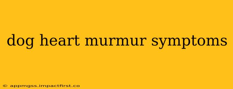 dog heart murmur symptoms