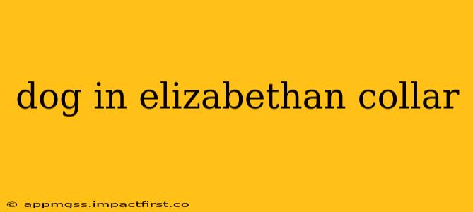 dog in elizabethan collar