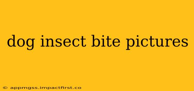 dog insect bite pictures