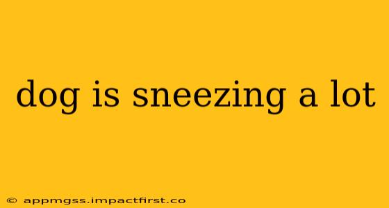 dog is sneezing a lot