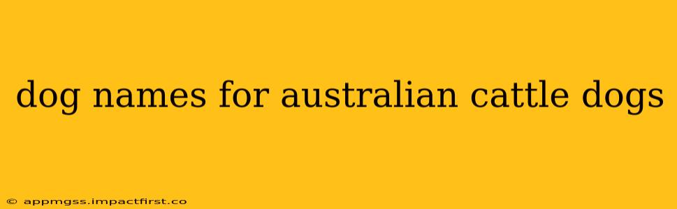dog names for australian cattle dogs