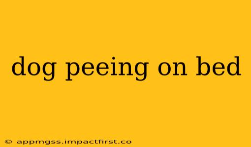 dog peeing on bed