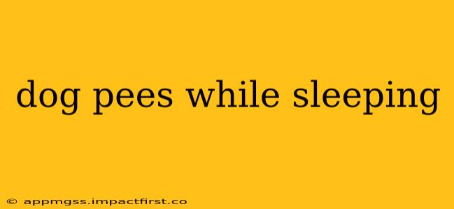 dog pees while sleeping