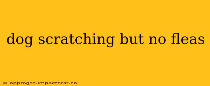 dog scratching but no fleas