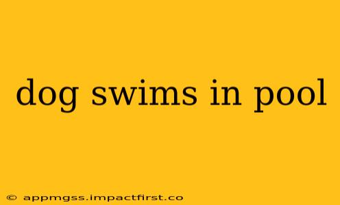 dog swims in pool