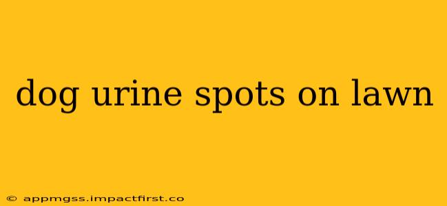 dog urine spots on lawn