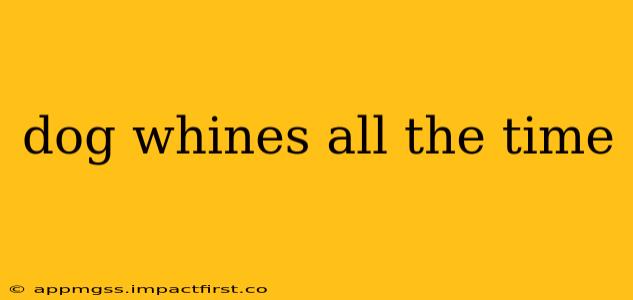 dog whines all the time