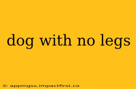 dog with no legs