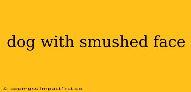 dog with smushed face
