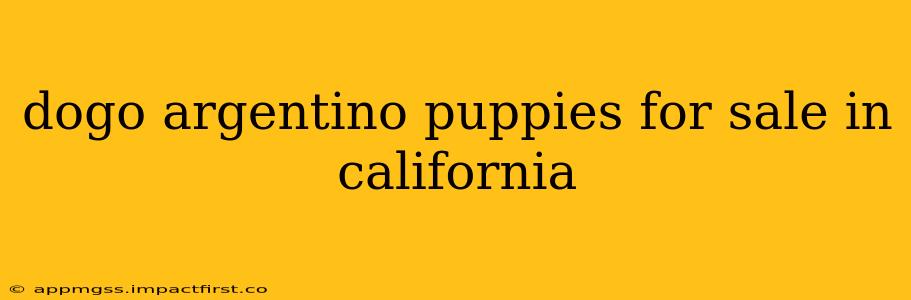 dogo argentino puppies for sale in california