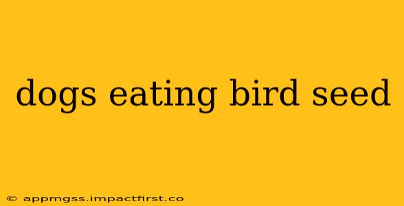 dogs eating bird seed