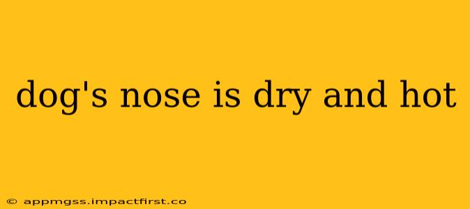 dog's nose is dry and hot