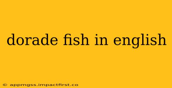 dorade fish in english