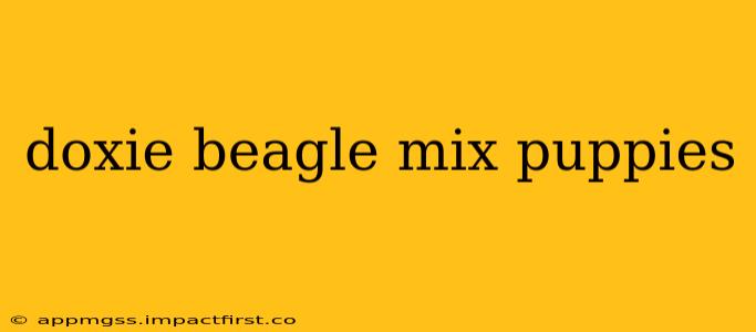 doxie beagle mix puppies