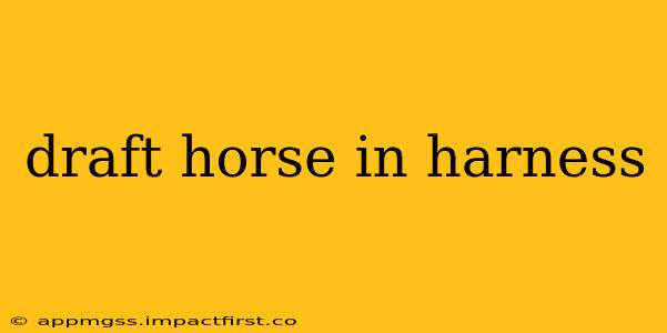 draft horse in harness