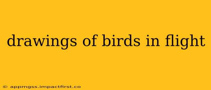 drawings of birds in flight