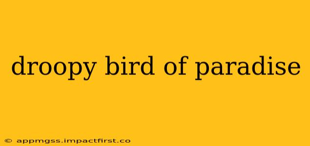 droopy bird of paradise
