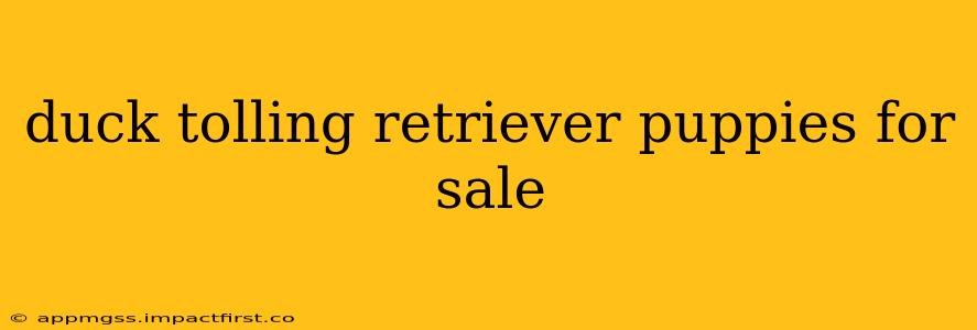 duck tolling retriever puppies for sale