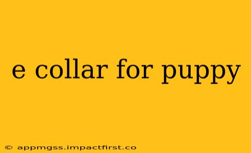 e collar for puppy