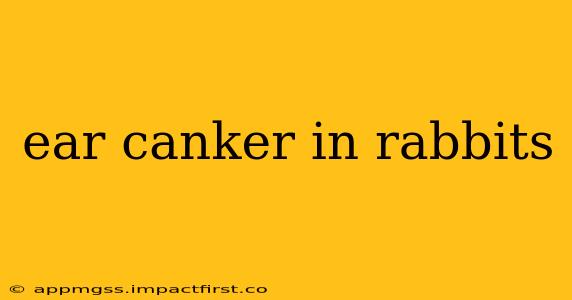 ear canker in rabbits