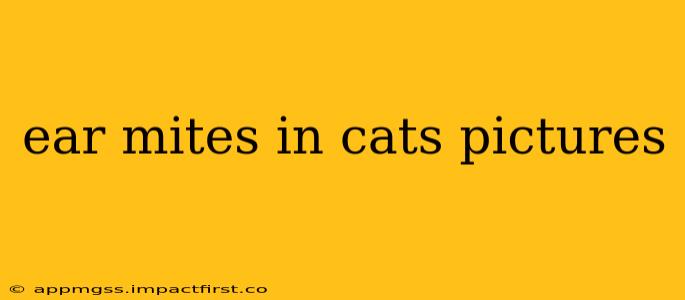 ear mites in cats pictures