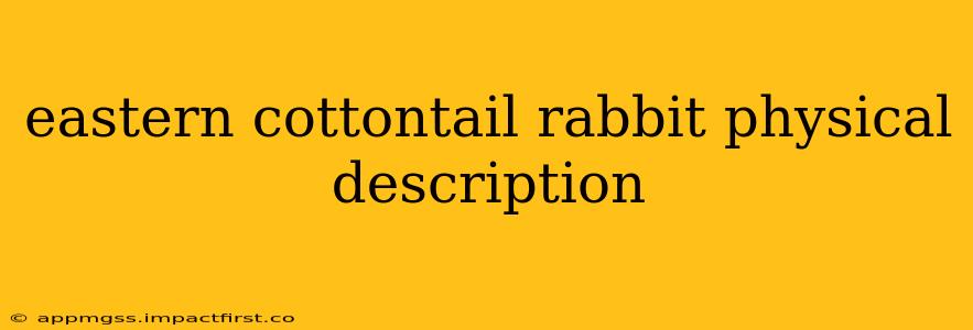 eastern cottontail rabbit physical description