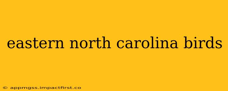 eastern north carolina birds