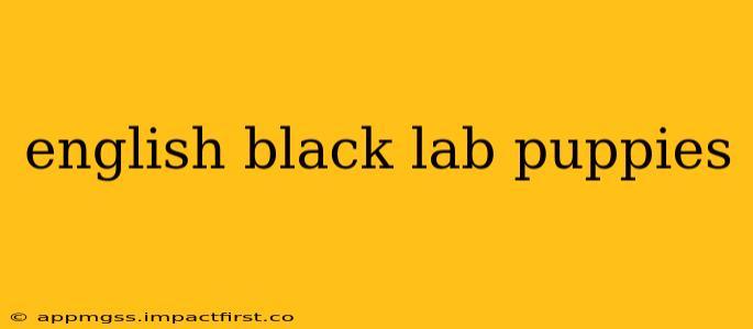 english black lab puppies