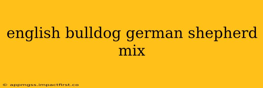 english bulldog german shepherd mix