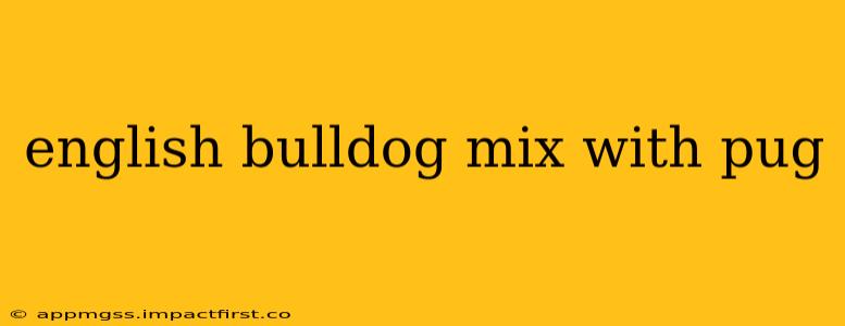 english bulldog mix with pug