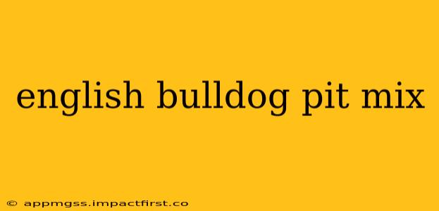 english bulldog pit mix