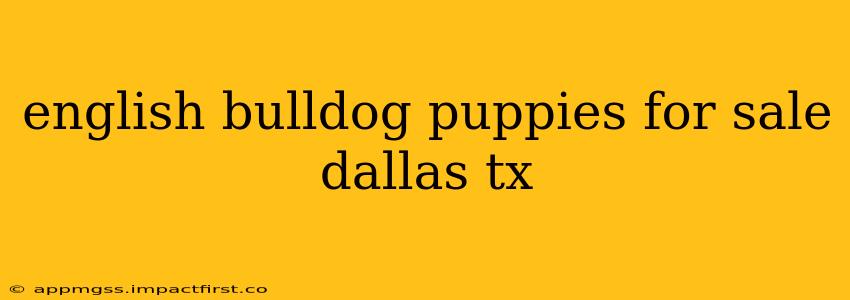 english bulldog puppies for sale dallas tx